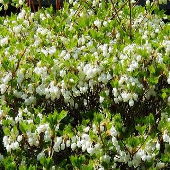 ドウダンツツジの花の画像 by はなちゃんさん | お庭のお花と花のある生活とドウダンツツジの花と白い花と私のお庭