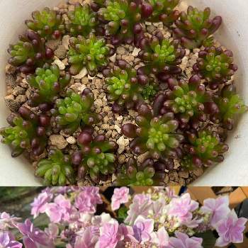 紫陽花 コンペイトウの投稿画像一覧 Greensnap グリーンスナップ 紫陽花 コンペイトウの投稿画像一覧 Greensnap グリーンスナップ