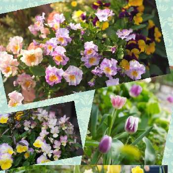 虹色スミレの画像 by りら❀さん | 小さな庭とうさぎビオラと虹色スミレとウクライナに平和をとお花を楽しむとGSに感謝。と暮らしに花をと春の庭の花