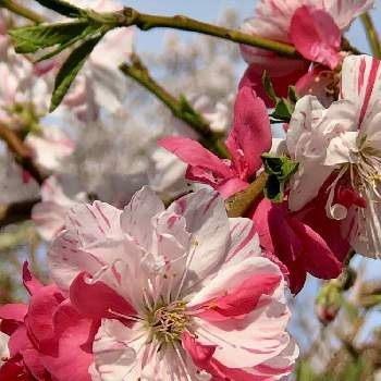 桃の花☆の画像 by トマトサラダさん | 小さな庭と花のある暮らしと植物のある暮らしとガーデニング初心者と桃の花☆