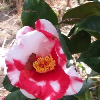 椿 （つばき）の画像 by 久美子さん | 広い庭と椿 （つばき）と花のある暮らしと植物のある暮らしとビオガーデンと元気に育ててますよ