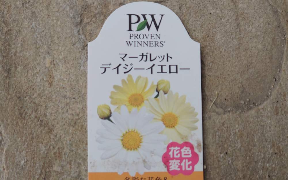 Pw マーガレット デイジーイエロー 復活までの道 Greensnap グリーンスナップ