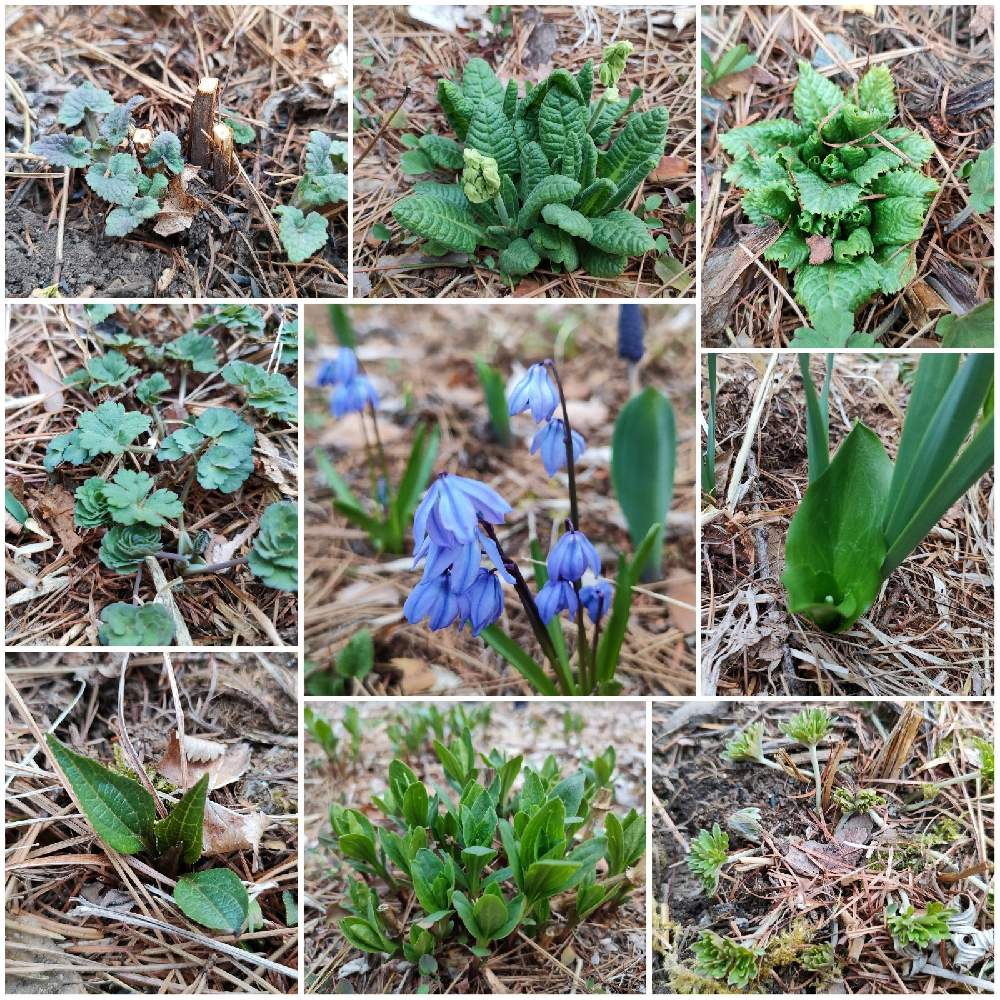 ソープワートの投稿画像 By Angelさん キバナカタクリとアサマフウロとエリスロニウム パゴダとカウスリップとクリンソウとキバナノヤマオダマキとエキナセアとカワミドリとシラーシビリカと山暮らしと山野草と八ヶ岳山麓とナチュラルガーデンと森暮らしと八ヶ岳と多年草