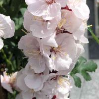 アンズ,花のある暮らし,今日のお花,平和を願う☆,植物がある暮らしの画像