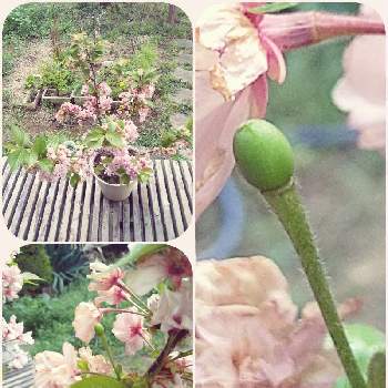 木の実の画像 by ロンさん | 小さな庭と木の実と奈良の八重桜とピンクの花と樹木と観察日記と春の訪れとサクラさく