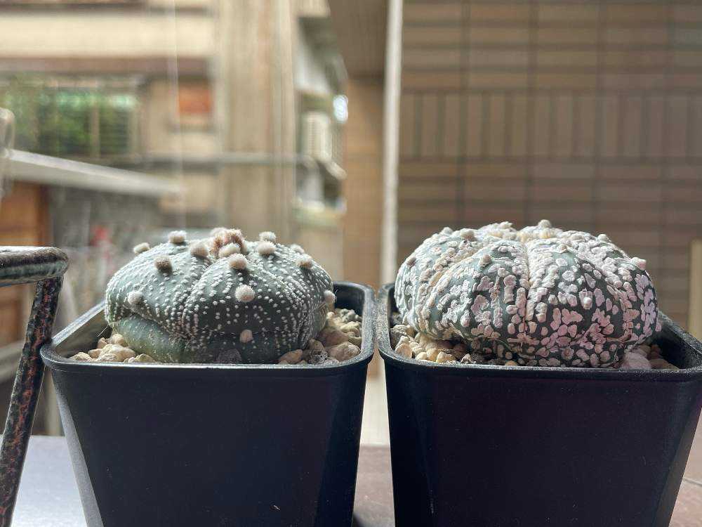 兜丸の植え替え 成長記録f W ﾒﾓﾒﾓ Greensnap グリーンスナップ