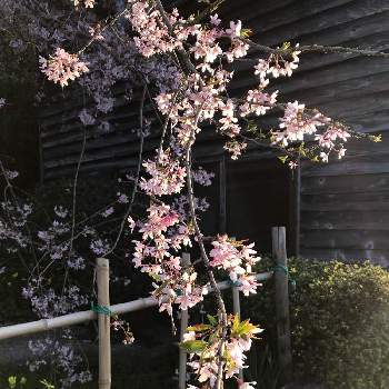 枝垂れ桜☆の画像 by yukuma.さん | お出かけ先と季節のお花と枝垂れ桜☆とさくらと桜フォトコン2022