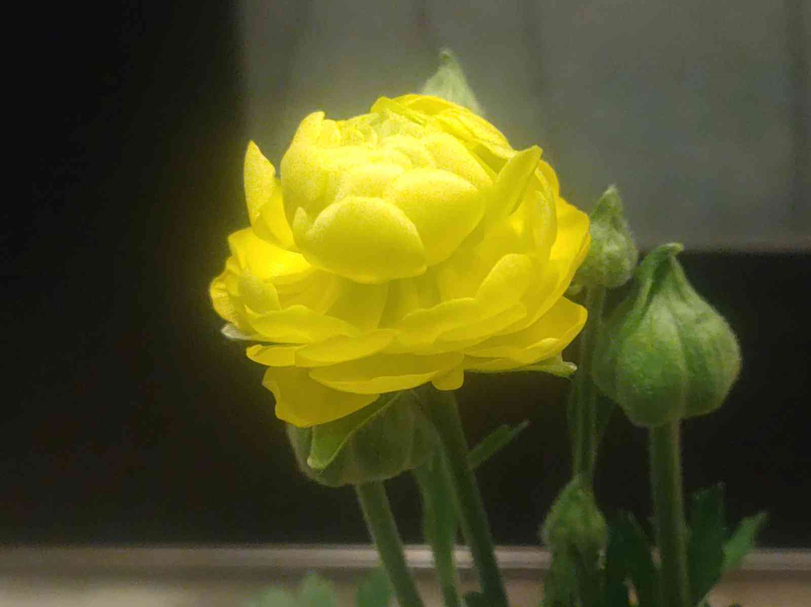 ラナンキュラス栽培日記🔰｜🍀GreenSnap（グリーンスナップ）