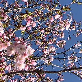 咲き始めましたの画像 by すもーるさん | お出かけ先と八重桜と咲き始めましたと花パトロールと春が来たと桜フォトコン2022とflowerpowerとiPhone8とピンクと桜まつりと世界が平和になりますように