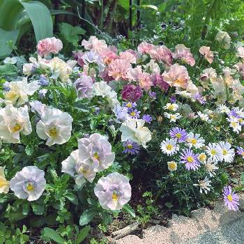星空 マムの画像 by れいちるさん | 小さな庭とビオラ・シエルプリエとネモフィラと星空 マムとビオラ・パンジーとお気に入りと私の癒しと私の宝物～❤とお誕生日おめでとうと小さな小さな庭と花のある暮らしと玄関先と紫の花と咲いた！と花の群生地フォトコン