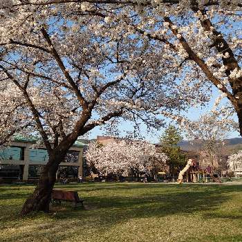 さくら満開の画像 by しいさん | お出かけ先と桜　さくらと春の公園とさわやか信州とさくら満開とさくら咲くと花のある暮らし