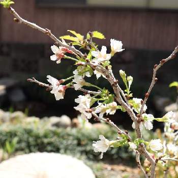 和風の画像 by めぐさん | 開花と春のお花と和風と植中毒とさくら 桜 サクラと鉢植えと花いろいろとガーデニングと花のある暮らしとインテリアグリーン