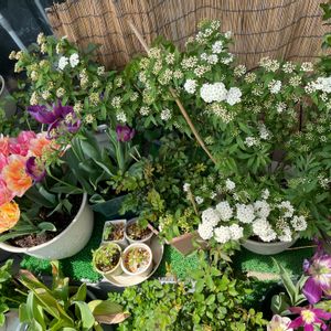 コデマリ,チューリップ,小手鞠,開花,バラ 鉢植えの画像