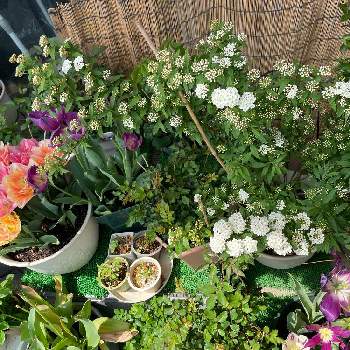 ピエールドゥロンサール,チュチュ・オプティマの画像