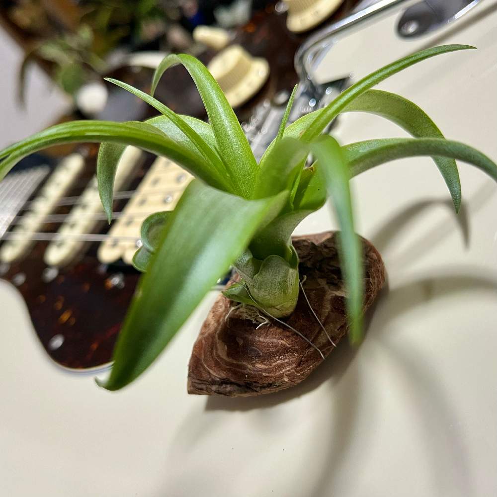 チランジア ブラキカウロスの投稿画像 By Dannyさん 着生植物と観葉植物と植物のある暮らしとチランジア属とバーク付けと園芸初心者とdaisoと着生植物と観葉植物と植物のある暮らしとチランジア属とバーク付けと園芸初心者とdaiso 22月4月13日 Greensnap