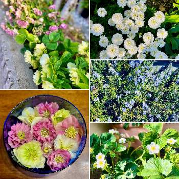 ローズマリーの花の画像 by Sanさん | 小さな庭とローズマリーの花とイチゴ♡と感謝とイベリス！と可愛い〜♡ときれいな色と クリスマスローズと癒されます♥と花のある暮らしと素敵色と春を感じると優しい色