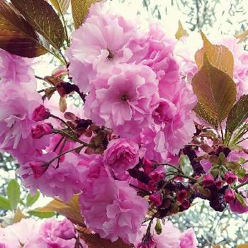 園芸種の画像 by ケイジさん | お出かけ先と八重桜 カンザン（関山）と樹木の花と樹木と庭木と園芸種とガーデニング