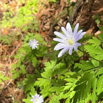 キクザキイチリンソウ 菊咲一輪草 の投稿画像一覧 Greensnap グリーンスナップ