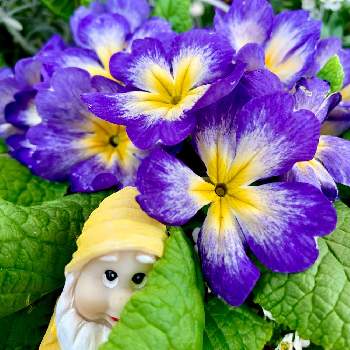 黄色と紫の花の投稿画像一覧 Greensnap グリーンスナップ