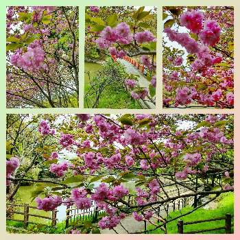 さくらさくら咲け咲けさくらの画像 by eryさん | 小さな庭と八重桜と木曜モフモフと亀山城公園とさくらさくら咲け咲けさくらと木に咲く花とピンクのお花と桜(さくら)リレーとピンクワールドへ ようこそと❤️桜リレー♬