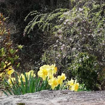 黄色い水仙の画像 by レモン愛花さん | 小さな庭と黄色い水仙と垂れ桜と石の日と 水仙と庭石
