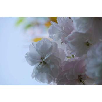 F4.5の画像 by 由美子さん | 小さな庭と普賢象桜とサクラとLUMIX gf7とローカルカメラマンかな？！（笑）と桜フォトコン2022とF4.5と由美子・桜集めとミラーレス一眼とパナライカ45mm