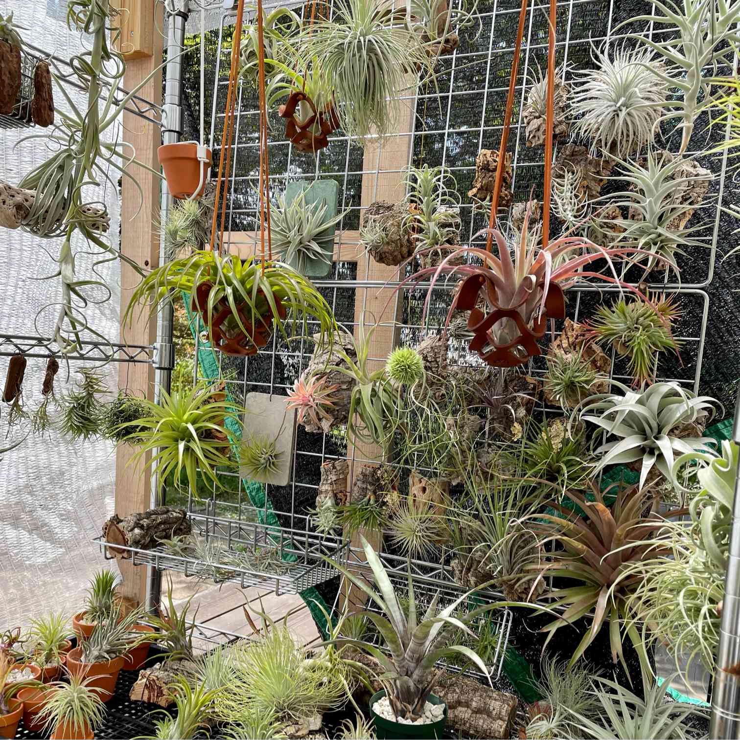 チララックまとめ｜🍀GreenSnap（グリーンスナップ）