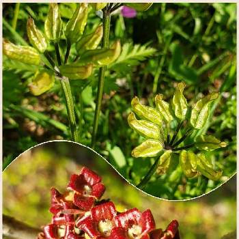 和歌山県植物公園緑化センターの投稿画像一覧 Greensnap グリーンスナップ