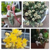 乙女心,ハオルチア,星美人,コラリーナ　ノルマンデーレ,多肉植物の画像