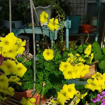  オキザリスの画像 by メグさん | バルコニー/ベランダとオキザリスと黄色の花と オキザリスと小さいベランダ