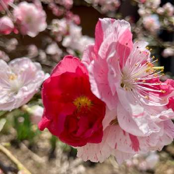 源平しだれ花桃の画像 by mikiさん | 小さな庭とピンク色の花♡♪と優しい気持ち♡♪と源平しだれ花桃とピンクワールドへ ようこそとチーム長野