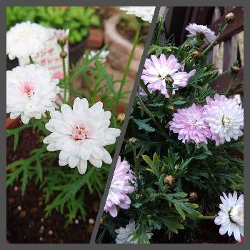 比較の画像 by TaniHiroさん | 小さな庭とかわいい♡と色変と癒しと比較とサントリー フラワーズとピンク❤︎ピンクときゅんとボンザマーガレット〜さくらとガーデニングとお花のある生活とボンザマーガレット❤と大きくなぁれ