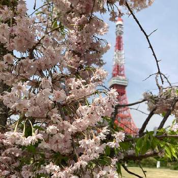シダレザクラの画像 by しなもんさん | お出かけ先とシダレザクラとピンクの花と東京タワーとピンク❤︎ピンクと桜フォトコン2022とピンクワールドへ ようこそ
