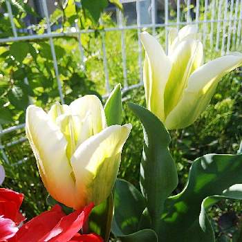 グリーンの花の画像 by ふわりさん | 小さな庭とグリーンスピリットと地植えと チューリップとグリーンの花と庭のお花達