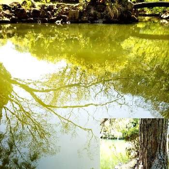 水面反射の画像 by sumiko87さん | お出かけ先と心落ち着くと公園と皆様に感謝と石の日と癒し♡と水面反射