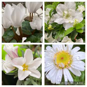 白い花好きです♡の画像 by 花が好きさん | 小さな庭とシクラメンとコンボルブルス ’ クネオルム ’ とマーガレットとコンボルブルスとアザレアといつも笑顔で〜〜♡とウクライナの平和と幸せを祈ります♡とキュンキュン乙女倶楽部と白い花好きです♡と好きな花と元気貰える♡とみんなが幸せに〜〜♡とありがとう♡とGSミニモニといい感じ♪♪とバラと夢CLUBと小さな庭♡ととても癒される♡と好きな色♡とガーデニングと花のある暮らしと花が好きです♡♡♡と花の16年組♡とみんなが健康に〜〜♡と癒しの時間♡