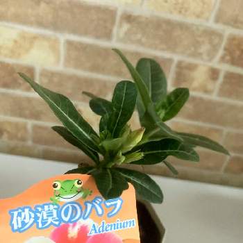 アデニウム オベスム 太陽 Bhinternalmedicine Com