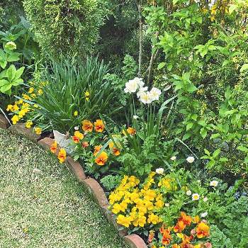 八重咲き水仙の画像 by merryさん | 小さな庭と八重咲き水仙とパンジー・ビオラと春のお花とお花のある暮らしと春咲き球根とこぼれ種大好き