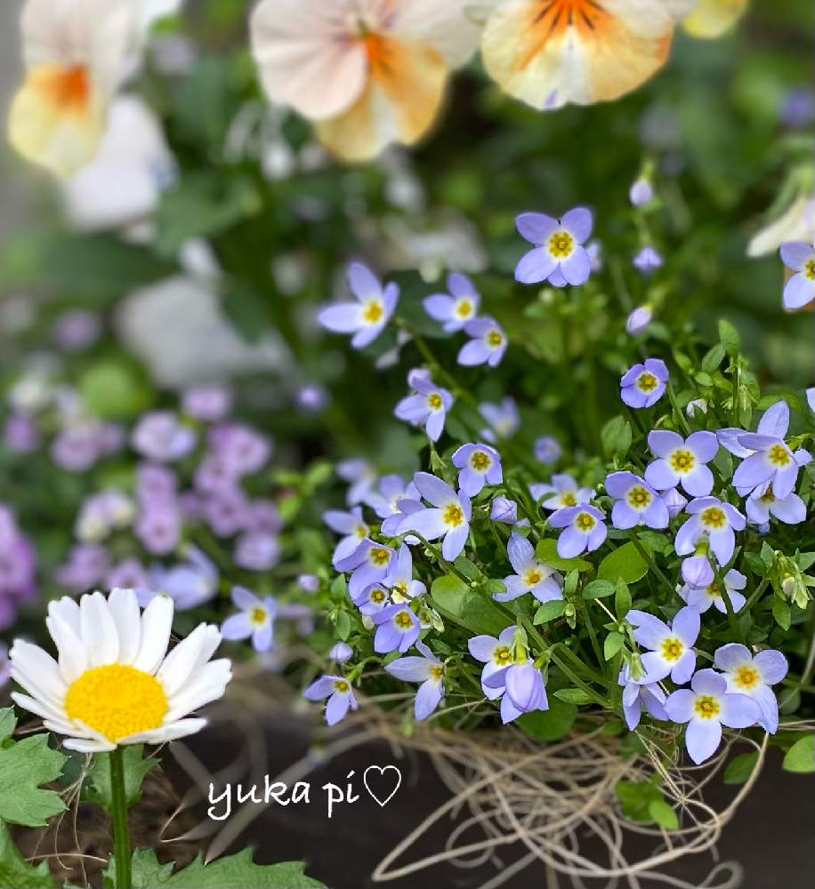 玄関の投稿画像 By ゆかぴさん 寄せ植えと小花会と癒しと可愛いと花のある暮らしとブルーの花とヒナソウ と寄せ植えと小花会と癒しと可愛いと花のある暮らしとブルーの花とヒナソウ 22月4月14日 Greensnap グリーンスナップ Greensnap グリーンスナップ