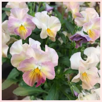 可愛いビオラ♡の画像 by みーたんさん | 小さな庭と今日も笑顔で♡と春のお花と植物のある暮らしと春の花たちと可愛いビオラ♡と淡いピンクと可愛らしいビオラ