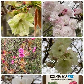 ウコン桜の画像 by ぶぶちゃんさん | お出かけ先と楊貴妃 桜とウコン桜と蘭蘭(ランラン)と御衣黄桜（ギョイコウザクラ）と春が来たよ ♪♪と見る価値ありと桜フォトコン2022と季節の花とステキ♥と可愛いと花のある暮らし