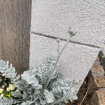 セントーレア マジックシルバーの投稿画像一覧 Greensnap グリーンスナップ