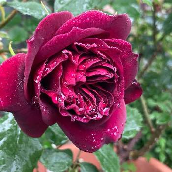 フランシス・デュブリュイの画像 by MIさん | 小さな庭とフランシス デュブルイとオールドローズとバラとフランシス・デュブリュイと薔薇愛同盟とダマスクの香りとティーローズの香り