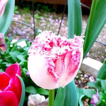 ミニ花壇の画像 by niwaさん | 小さな庭とチューリップ ネグリジェと花のある風景と チューリップと庭のある暮らしとミニ花壇と花のある暮らし