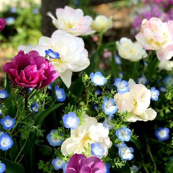 色が変化の画像 by みゅーさん | お気に入り♡と備忘録と色が変化と白い花マニアとピンク色のお花と青紫色と青い花マニアと赤紫の花