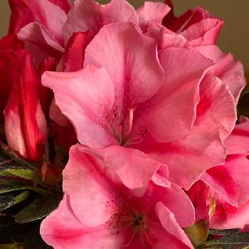 アザレア☆の画像 by ひろみさん | 玄関と濃いピンク色と愛しい命と花を愛でるとお気に入りです♬と乙女色クラブと可愛いとピンクのグラデーションとアザレア☆