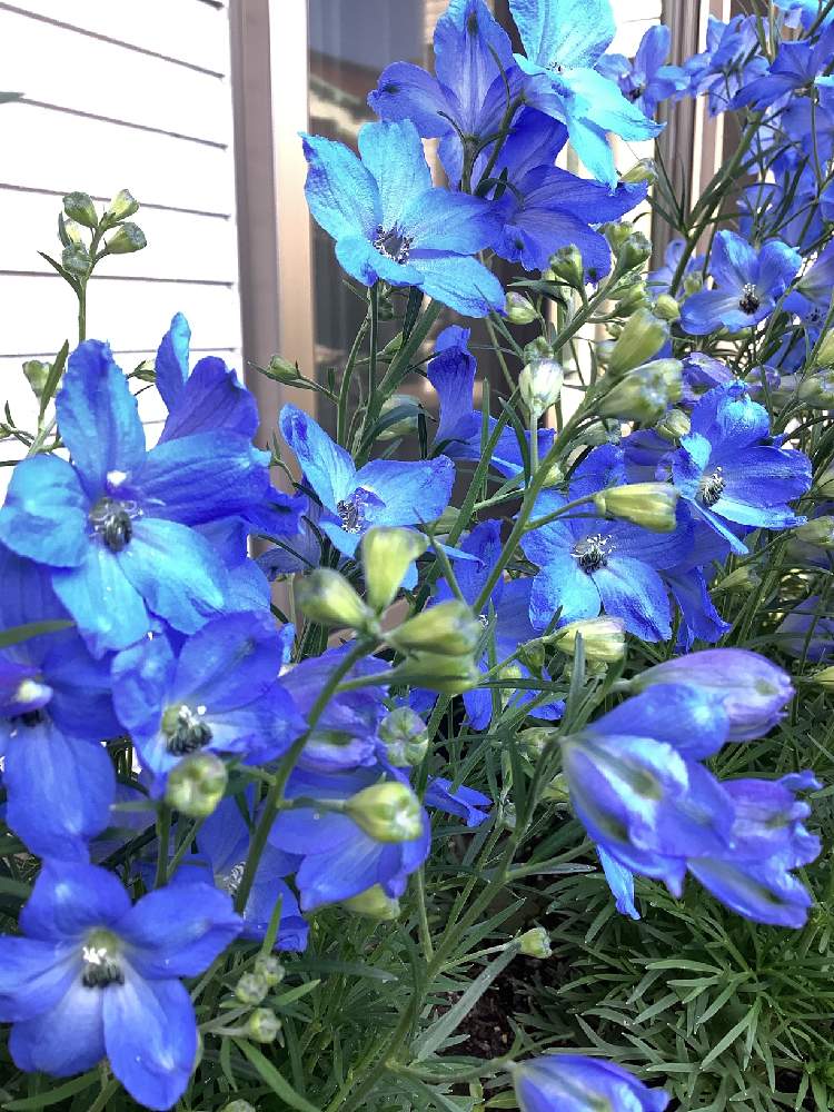 デルフィニウム ミントブルーを咲かせたい チーム ブルー 青い花を育てよう Greensnap グリーンスナップ