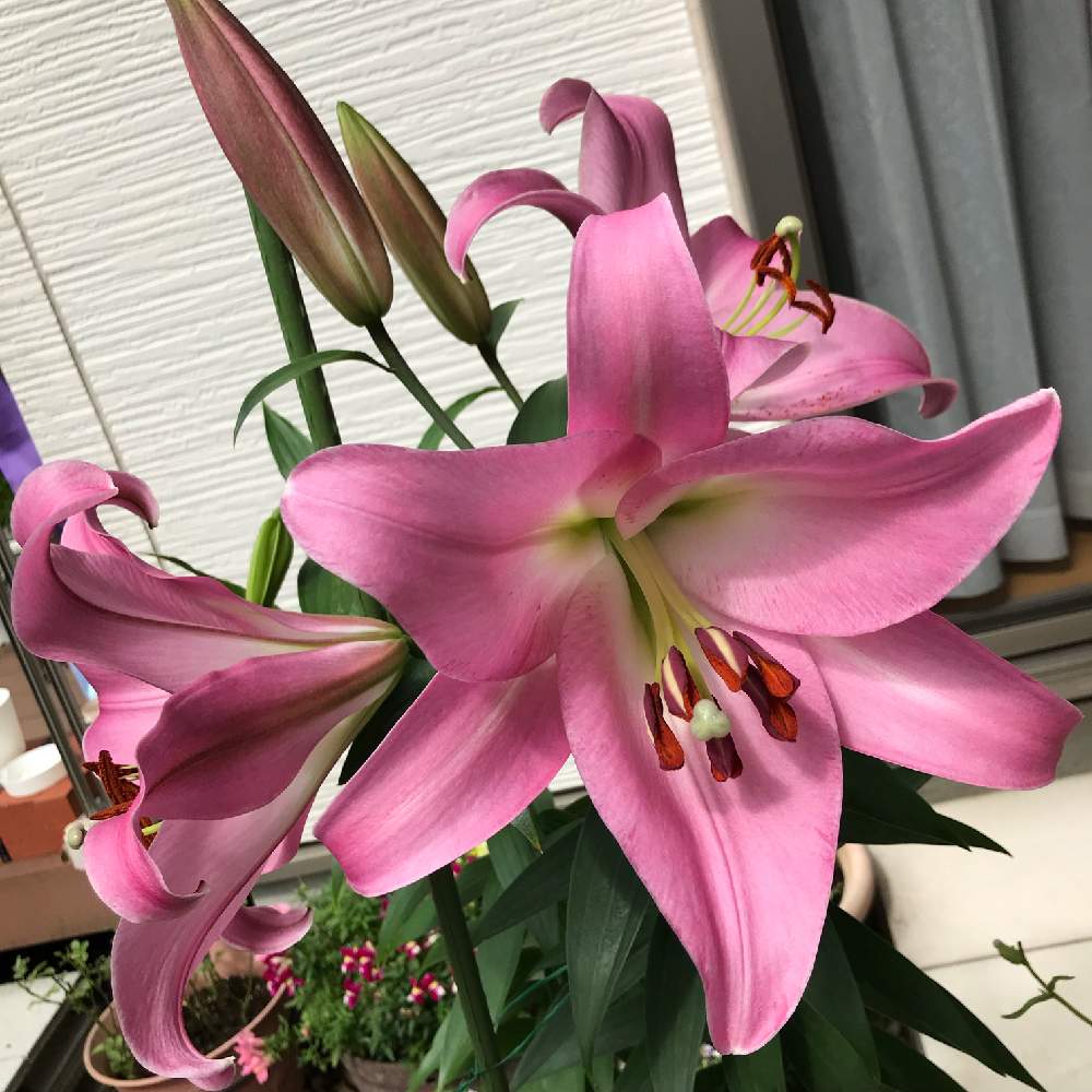 2年目の花を見たいんだ ｶｻﾌﾞﾗﾝｶ まとめi Greensnap グリーンスナップ