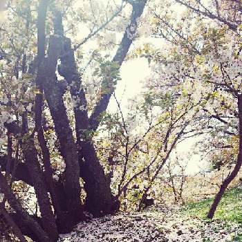 花筵の投稿画像一覧 Greensnap グリーンスナップ 花筵の投稿画像一覧 Greensnap グリーンスナップ