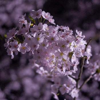 さくらさくら咲け咲けさくらの画像 by yoppyさん | お出かけ先とソメイヨシノと植物男子とさくらとさくらさくら咲け咲けさくらと桜フォトコン2022